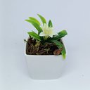 Ver imagem 1 de Vasinho Decorativo Quadrado com Planta Artificial Hortênsia - Branco