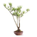 Ver imagem 4 de Bonsai Pinheiro Negro 20 Anos