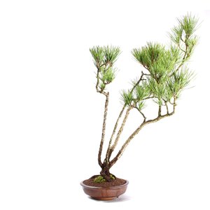 Bonsai Pinheiro Negro 20 Anos