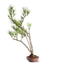 Ver imagem 3 de Bonsai Pinheiro Negro 20 Anos