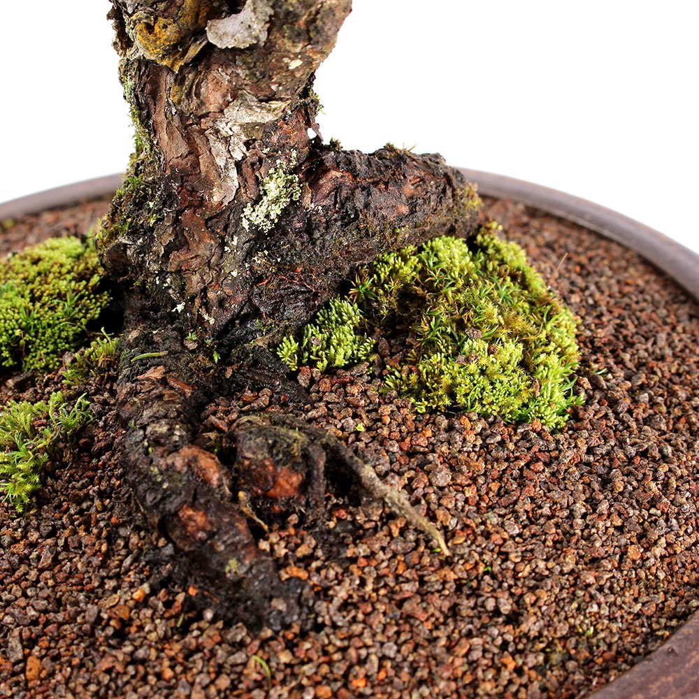 Bonsai Pinheiro Negro 20 Anos - 6