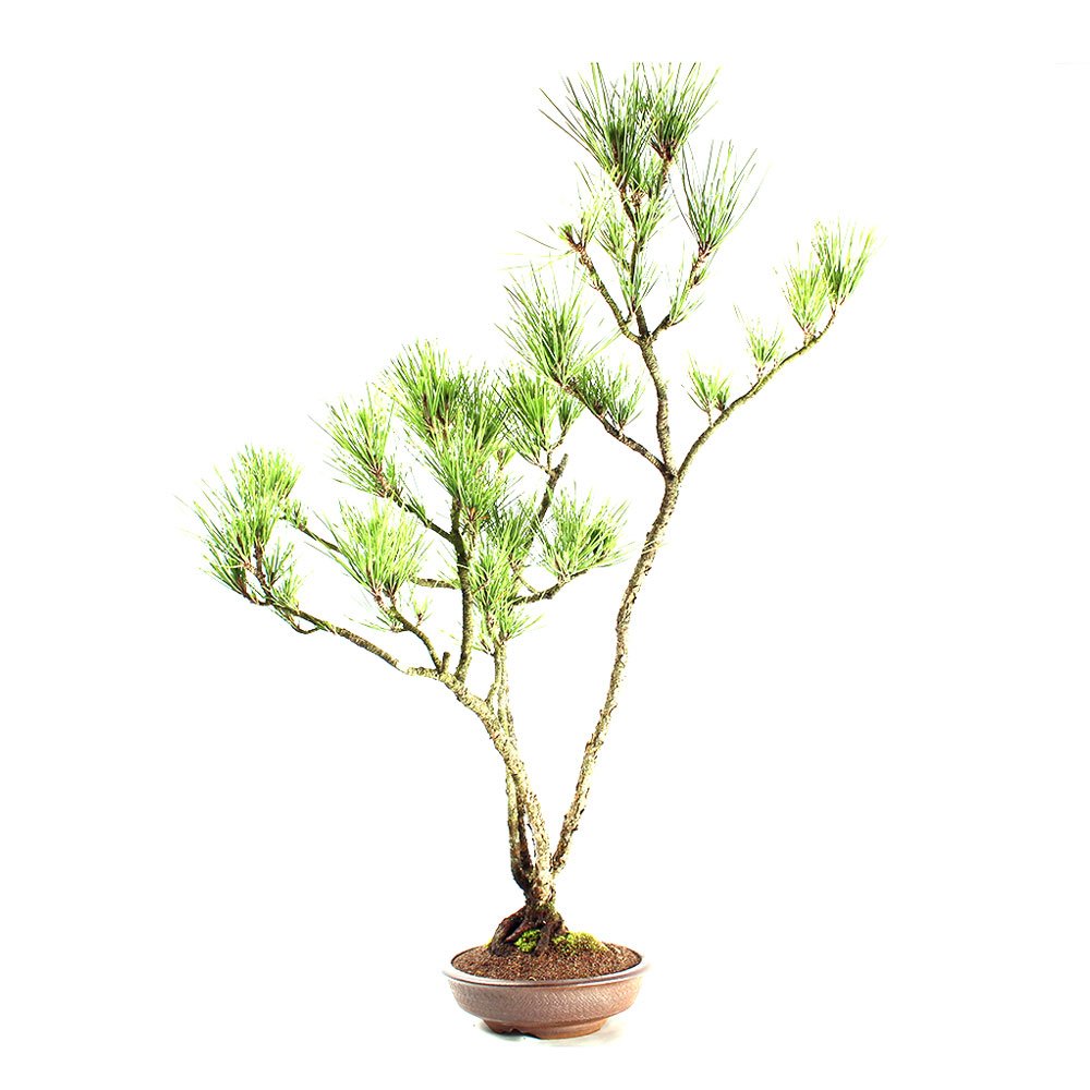 Bonsai Pinheiro Negro 20 Anos - 2