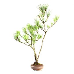 Bonsai Pinheiro Negro 20 Anos - 2