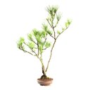 Ver imagem 2 de Bonsai Pinheiro Negro 20 Anos