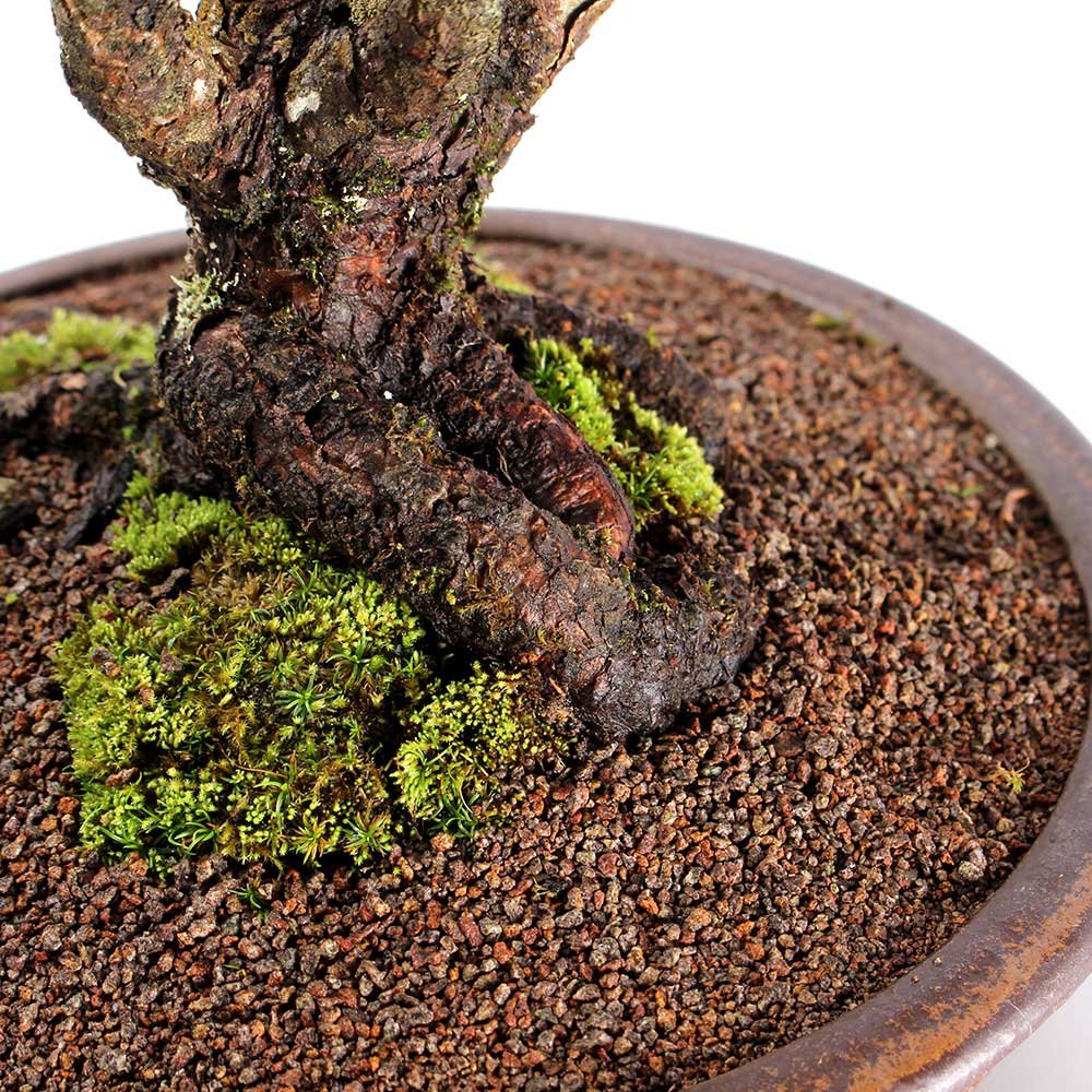 Bonsai Pinheiro Negro 20 Anos - 5