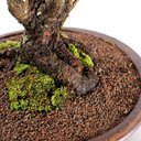 Ver imagem 5 de Bonsai Pinheiro Negro 20 Anos
