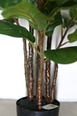 Ver imagem 3 de PLANTA ARTIFICIAL ÁRVORE LYRATA 120CM FOLHAGEM GRANDE LUXO