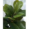 PLANTA ARTIFICIAL ÁRVORE LYRATA 120CM FOLHAGEM GRANDE LUXO - 2