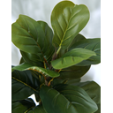 Ver imagem 2 de PLANTA ARTIFICIAL ÁRVORE LYRATA 120CM FOLHAGEM GRANDE LUXO