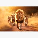 Ver imagem 2 de Quadro Decorativo 1 Tela Animais Leões Caminhando no Campo Sol Diversos Tamanhos