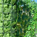 Ver imagem 2 de Muro Inglês Folhagem Artificial Externo e Interno - 1PÇ/2m² Verde Graddus