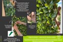 Ver imagem 5 de Muro Inglês Folhagem Artificial Externo e Interno - 1PÇ/2m² Verde Graddus