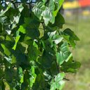 Ver imagem 3 de Muro Inglês Folhagem - Pack 1pç / 2m²