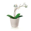 Ver imagem 2 de Vaso para Uma Planta Small em Plastico 100% Pos Consumo 1 Lt - Tierra - Taupe - Guzzini