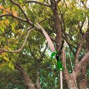 Ver imagem 5 de Podador de Galhos 2 em 1 Tpod34 Trato