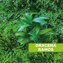 Ver imagem 3 de Acessório Para Jardim Vertical Dracena Ramos