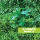 Ver imagem 3 de Acessório p/Jardim Vertical Dracena Ramos Verde Graddus