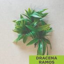 Ver imagem 2 de Acessório p/Jardim Vertical Dracena Ramos Verde Graddus