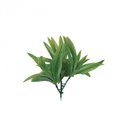 Dracena Ramos