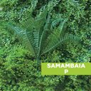 Ver imagem 3 de Acessório p/Jardim Vertical Samabaia P Verde/Samambaia Graddus