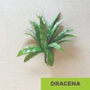 Ver imagem 2 de Acessório p/Jardim Vertical Dracena Verde Graddus