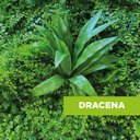 Ver imagem 3 de Acessório Para Jardim Vertical Dracena