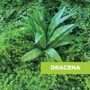 Ver imagem 3 de Acessório p/Jardim Vertical Dracena Verde Graddus