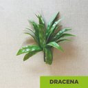 Ver imagem 2 de Acessório Para Jardim Vertical Dracena