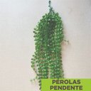 Ver imagem 2 de Acessório p/Jardim Vertical Perolas Pendentes Verde/Pérolas Graddus