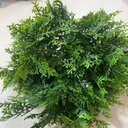 Ver imagem 3 de Acessório Para Jardim Vertical Ramo Cipreste