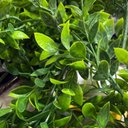 Ver imagem 3 de Acessório Para Jardim Vertical Eucalipto Folhas Redondas