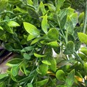 Ver imagem 3 de Acessório p/Jardim Vertical Eucalipto Folhas Redondas Verde Graddus