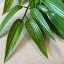 Ver imagem 2 de Acessório Para Jardim Vertical Eucalipto Pendente