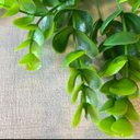 Ver imagem 2 de Acessório Para Jardim Vertical Murta Pendente