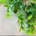Ver imagem 2 de Acessório p/Jardim Vertical Murta Pendente Verde Graddus