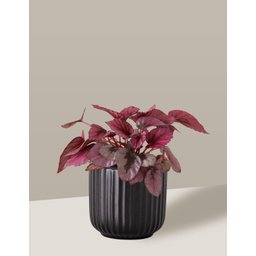 Vaso Cachepô de Cerâmica para Plantas Preto ME - 5