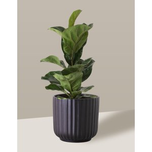 Vaso Cachepô de Cerâmica para Plantas Preto ME