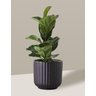 Vaso Cachepô de Cerâmica para Plantas Preto ME - 1