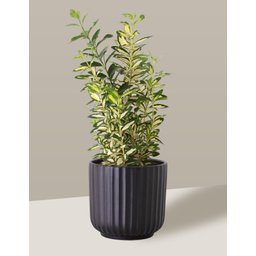 Vaso Cachepô de Cerâmica para Plantas Preto ME - 4