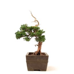 Bonsai Shimpaku Itoigawa 16 Anos - 2