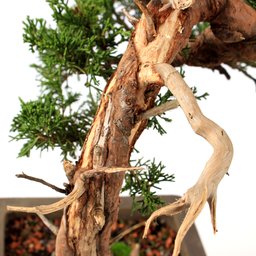 Bonsai Shimpaku Itoigawa 16 Anos - 6