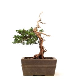 Bonsai Shimpaku Itoigawa 16 Anos - 3