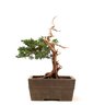 Bonsai Shimpaku Itoigawa 16 Anos - 3
