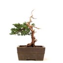 Ver imagem 3 de Bonsai Shimpaku Itoigawa 16 Anos