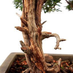 Bonsai Shimpaku Itoigawa 16 Anos - 7