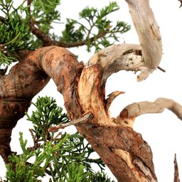 Bonsai Shimpaku Itoigawa 16 Anos - 9