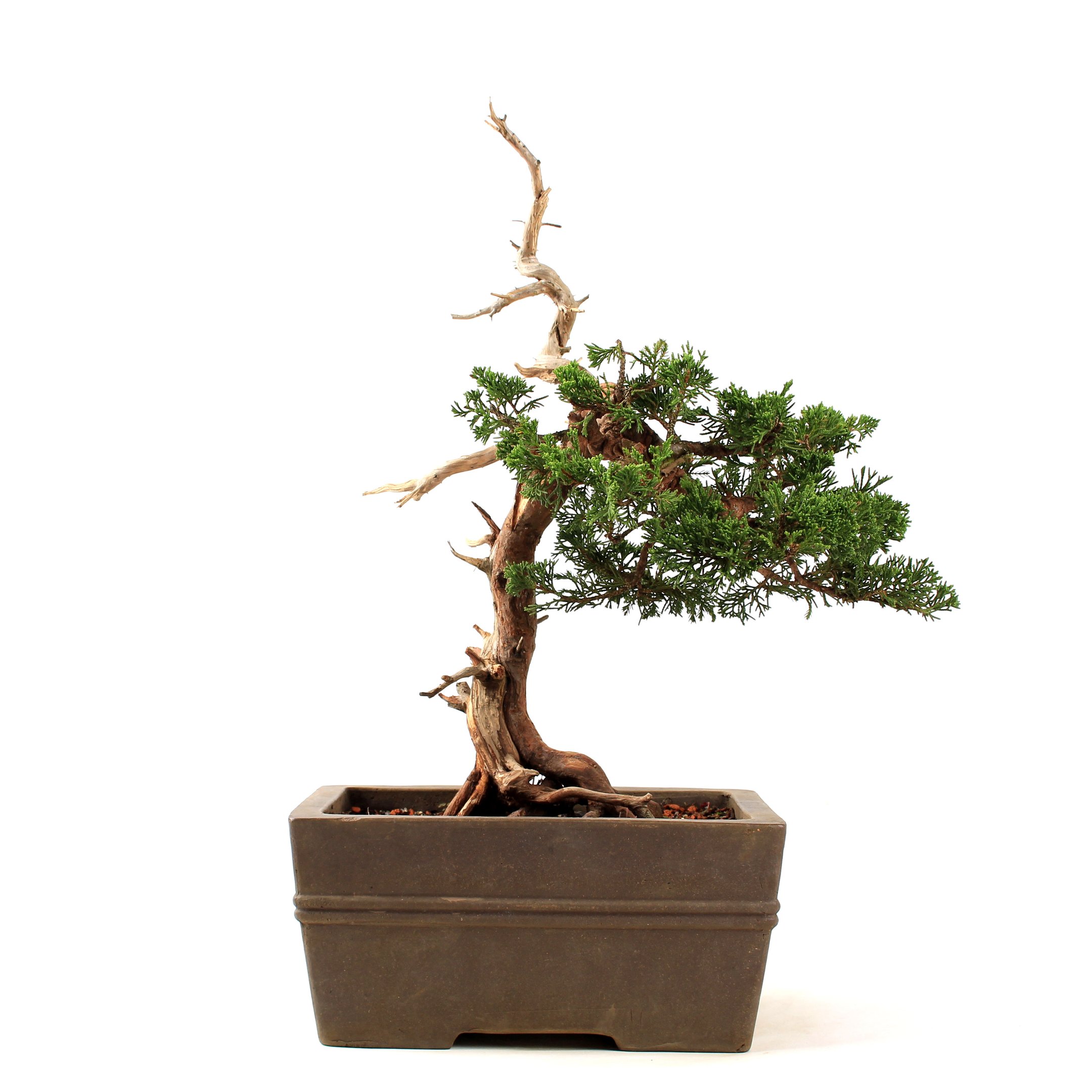 Bonsai Shimpaku Itoigawa 16 Anos