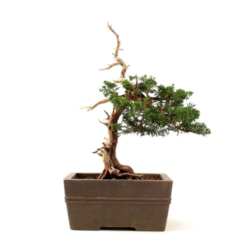Bonsai Shimpaku Itoigawa 16 Anos
