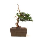 Ver imagem 1 de Bonsai Shimpaku Itoigawa 16 Anos