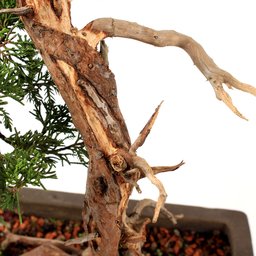 Bonsai Shimpaku Itoigawa 16 Anos - 5